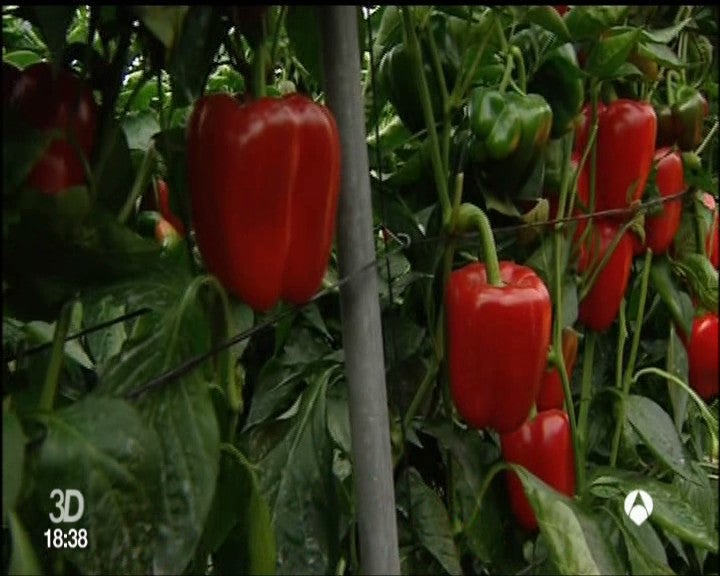 Propiedades y beneficios de los pimientos Propiedades y beneficios de los pimientos