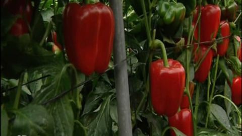 Pimientos de El Ejido, Almer&iacute;a