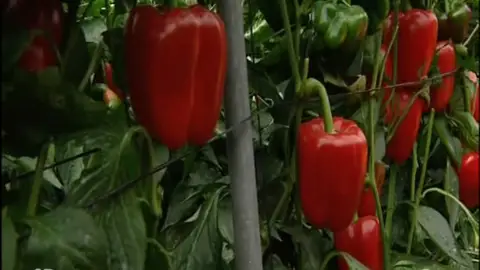 Pimientos de El Ejido, Almería Pimientos de El Ejido, Almería