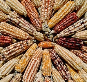 Alimentos transgénicos Alimentos transgénicos