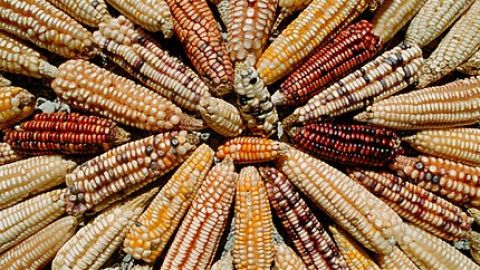 Alimentos transg&eacute;nicos