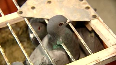 Las palomas mensajeras ser&aacute;n consideras deportistas oficiales