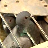 Las palomas mensajeras serán consideras deportistas oficiales