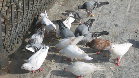 Imagen de archivo de unas palomas comiendo en un parque 