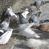 Imagen de archivo de unas palomas comiendo en un parque Imagen de archivo de unas palomas comiendo en un parque