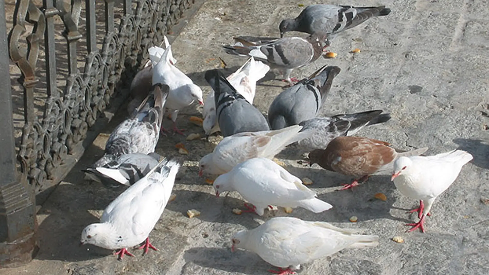 Imagen de archivo de unas palomas comiendo en un parque 