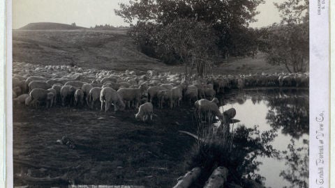 Un reba&ntilde;o de ovejas