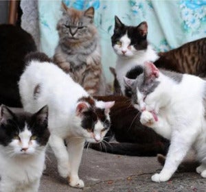 Gatos habitantes de 'La isla de los gatos' Gatos habitantes de 'La isla de los gatos'