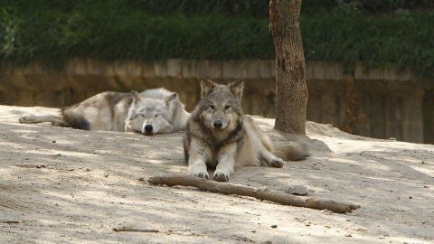 Dos lobos