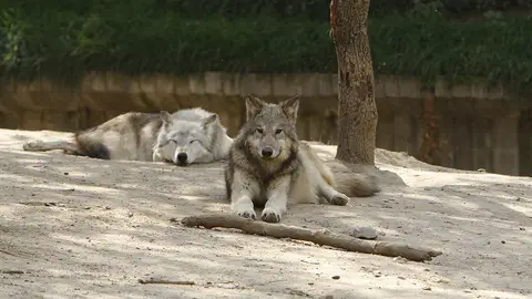 Dos lobos Dos lobos