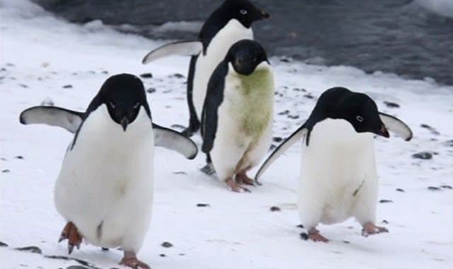 Una pareja de pingüinos homosexuales se mudan para vivir su amor Una pareja de pingüinos homosexuales se mudan para vivir su amor