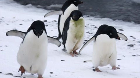 Ping&uuml;inos en la Ant&aacute;rtida