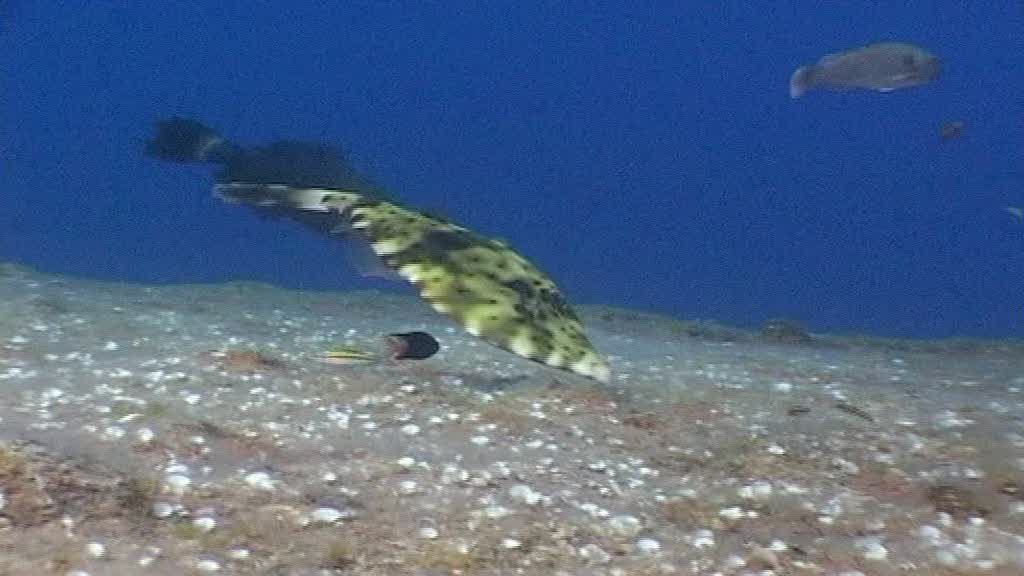 La brújula de la Ciencia: El fondo de los océanos La brújula de la Ciencia: El fondo de los océanos