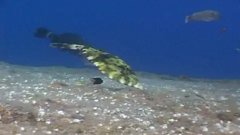 Fondos marinos en 3D Fondos marinos en 3D