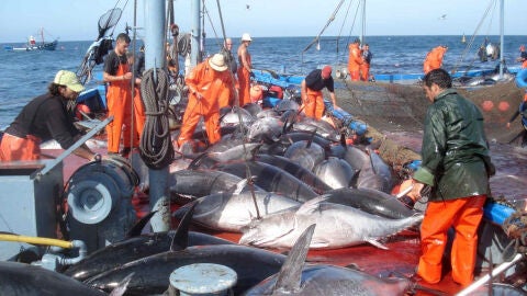 La pesca del at&uacute;n rojo