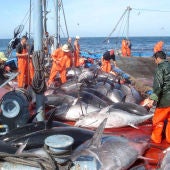 La pesca del atún rojo