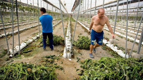 Trabajadores arrancan plantaciones de pepino de un invernadero en Las Norias (Almer&iacute;a)