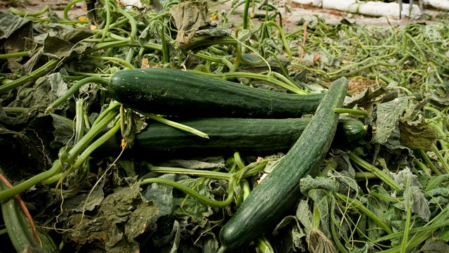 Arrojan en Motril más de 30.000 kilos de pepino en protesta por los precios Arrojan en Motril más de 30.000 kilos de pepino en protesta por los precios