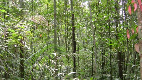 Selva amaz&oacute;nica