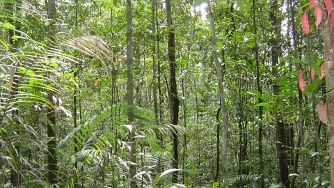 Selva amazónica Selva amazónica