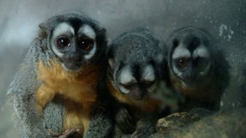 Monos de noche en Faunia