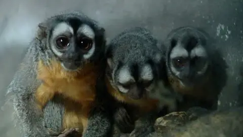 Monos de noche en Faunia Monos de noche en Faunia