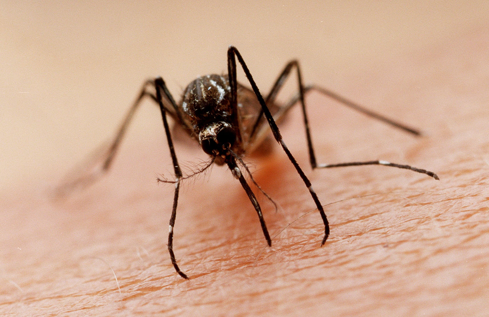 Punta Norte: ¿Hay alguna relación entre los mosquitos transgénicos y el zika? Punta Norte: ¿Hay alguna relación entre los mosquitos transgénicos y el zika?
