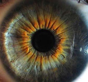 El iris de un ojo El iris de un ojo