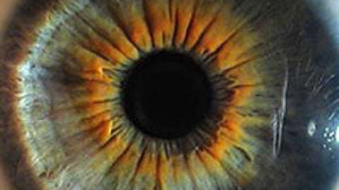 El iris de un ojo