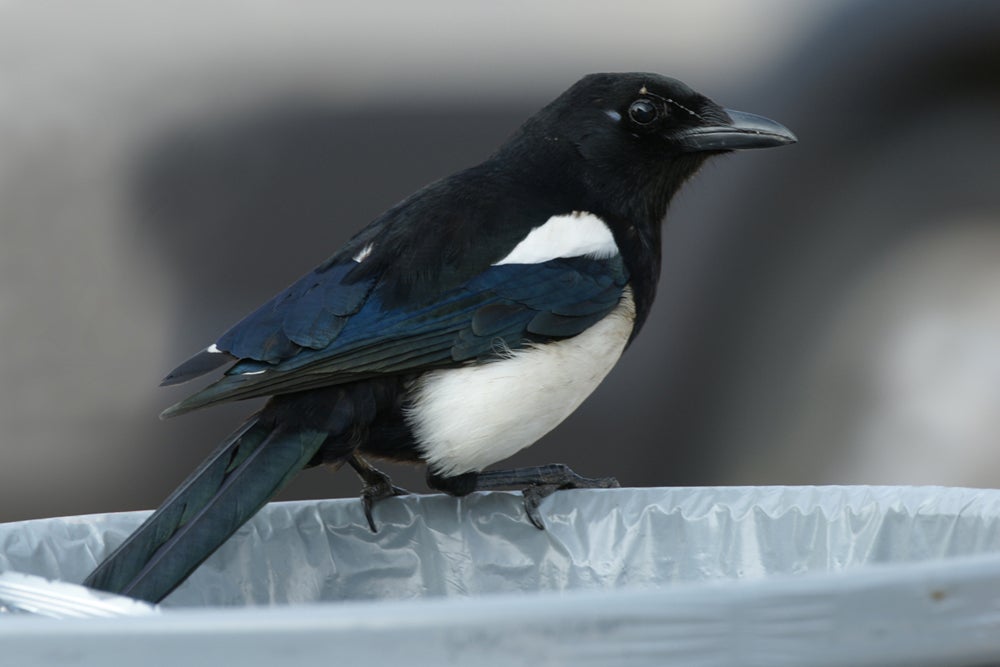 Naturaleza: ¿Cuál es el único pájaro que se reconoce en el espejo? Naturaleza: ¿Cuál es el único pájaro que se reconoce en el espejo?
