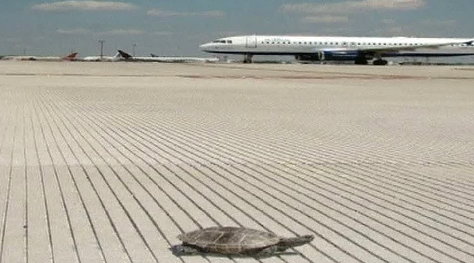 Primer aeropuerto de lujo para animales en Nueva York Primer aeropuerto de lujo para animales en Nueva York