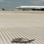 Una tortuga en el aeropuerto JFK