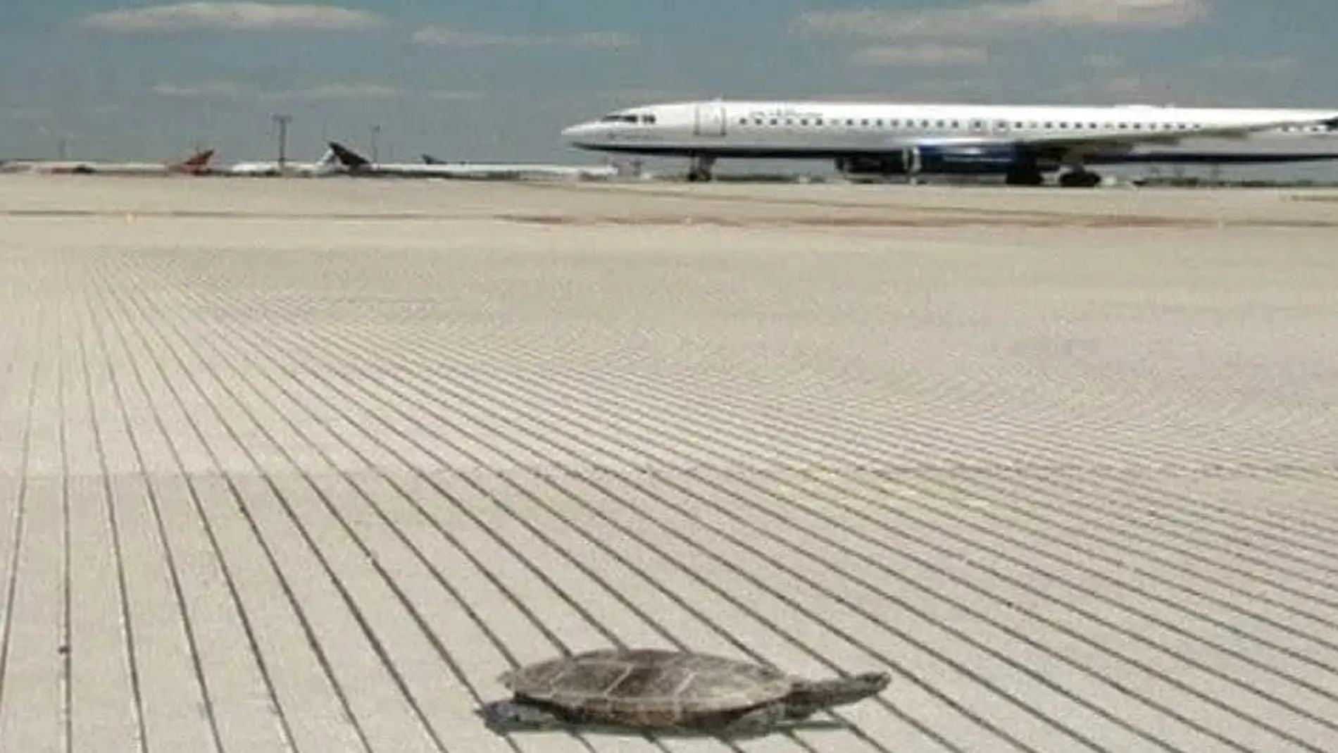 Una tortuga en el aeropuerto JFK