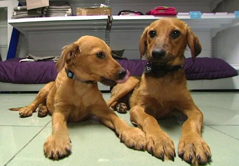 Elche impulsa una nueva campaña contra el aumento del abandono de mascotas en verano Elche impulsa una nueva campaña contra el aumento del abandono de mascotas en verano