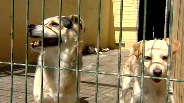La Xunta rescata 18 perros en mal estado en Chantada La Xunta rescata 18 perros en mal estado en Chantada
