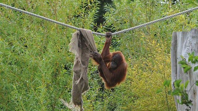 Karmele Llano: "El ser humano es la mayor amenaza del orangután" Karmele Llano: "El ser humano es la mayor amenaza del orangután"