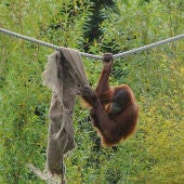 Las peripecias de los orangutanes