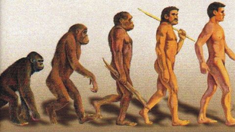 Evoluci&oacute;n del ser humano