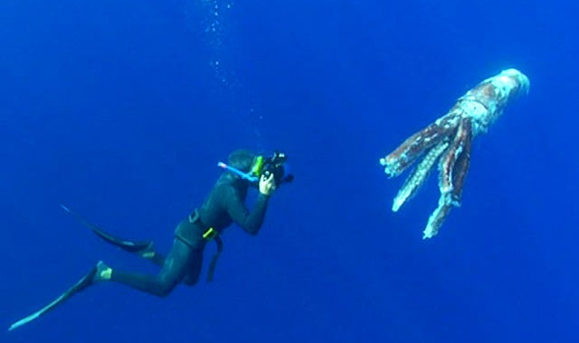 Stranger Things: Calamar gigante en el Caribe Stranger Things: Calamar gigante en el Caribe