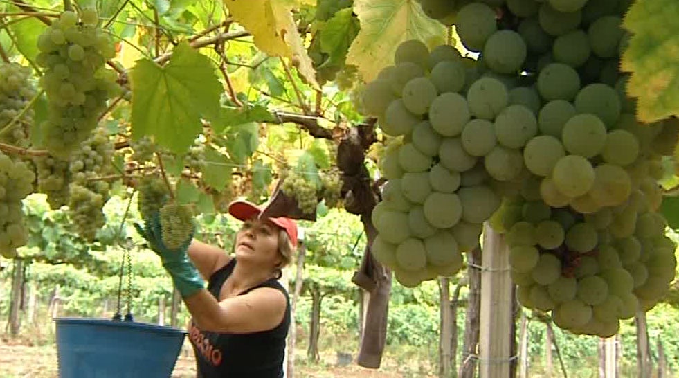 A Denominación de Orixe Rías Baixas afronta con optimismo a campaña da vendima 2016 A Denominación de Orixe Rías Baixas afronta con optimismo a campaña da vendima 2016