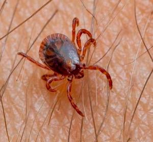 Garrapata Garrapata