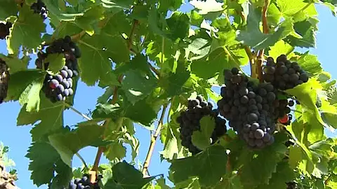 La escasez de lluvias adelanta la vendimia esta temporada La escasez de lluvias adelanta la vendimia esta temporada