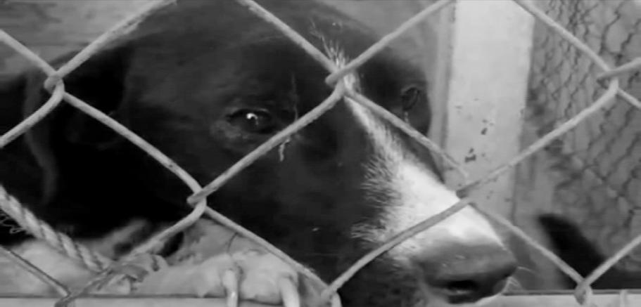 Azul y Verde: Denunciar casos de maltrato animal Azul y Verde: Denunciar casos de maltrato animal