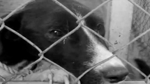 Maltrato animal