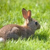 Conejo en el campo 