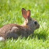 Conejo en el campo Conejo en el campo