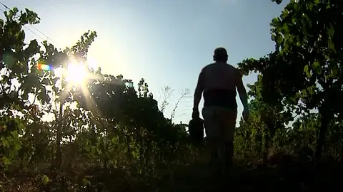 Viñas del Penedés Viñas del Penedés
