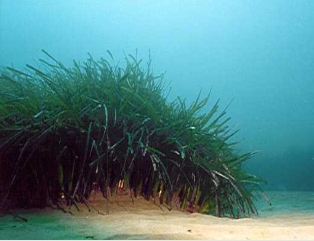 El GOB insta al Govern a "dar explicaciones" sobre el informe de posidonia en Campos El GOB insta al Govern a "dar explicaciones" sobre el informe de posidonia en Campos