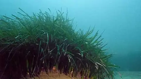Posidonia Posidonia