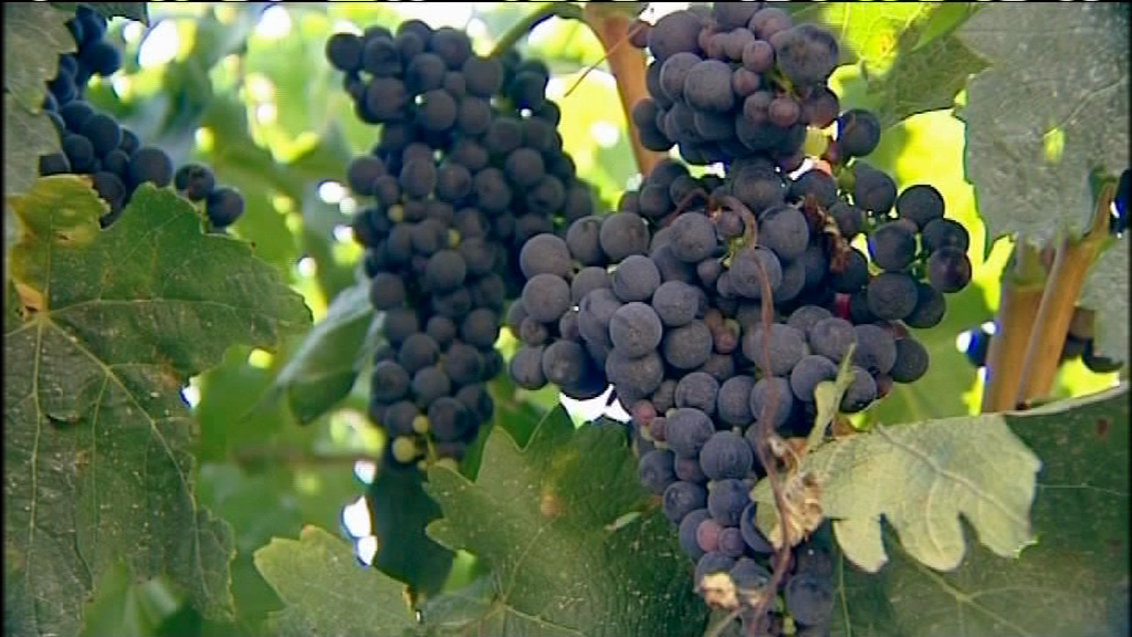 La vendimia arranca con una previsión de un 25% menos de producción La vendimia arranca con una previsión de un 25% menos de producción